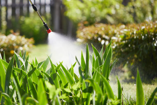 24/7 Emergency Termite Control experts in Moraga, CA